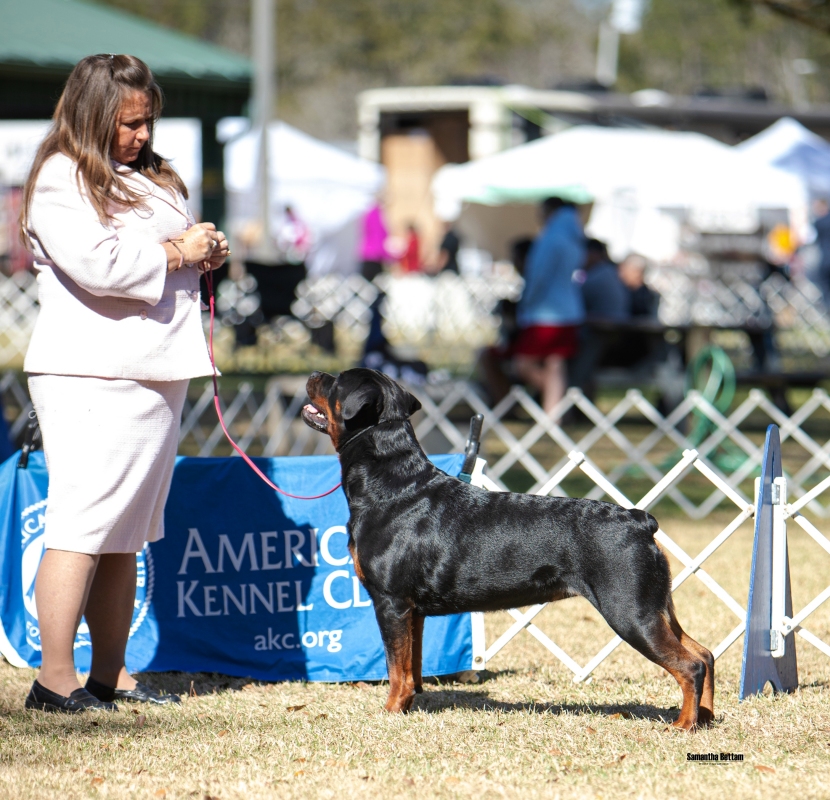 Wellslands Rottweilers - Rottweiler Breeder | Rottweiler Puppies